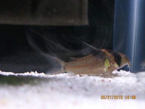Corydoras Bicolor 6.jpg