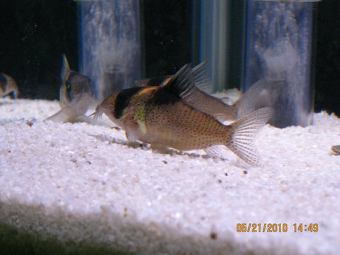Corydoras Bicolor 3.jpg