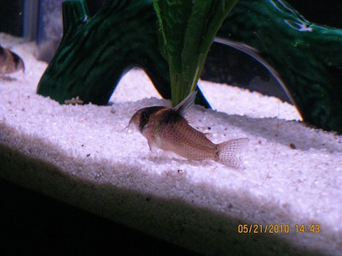 Corydoras Bicolor 10.jpg