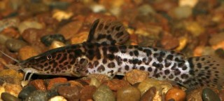 WidemouthGuttata1.jpg