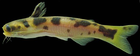 G. leopardum.jpg