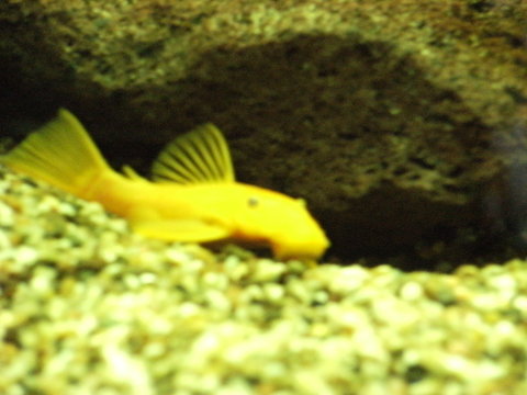 DSCF0526.JPG