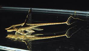 whiptail.jpg