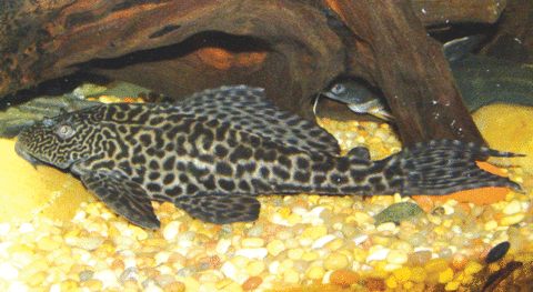 Pleco-side.gif