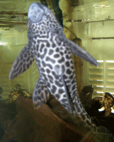 Pleco-belly.gif