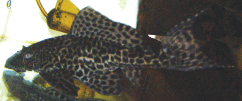 Pleco-vertical.gif