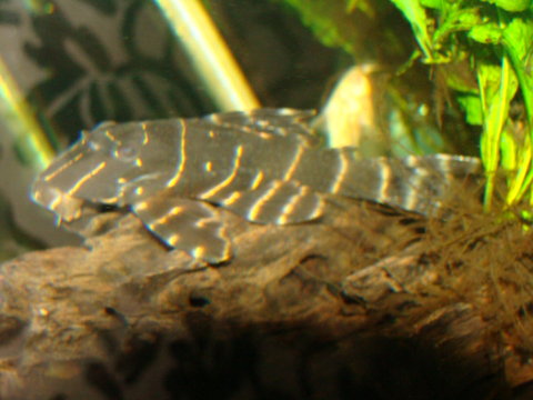 DSC00542.JPG