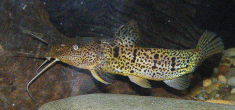 a.macroF-.gif