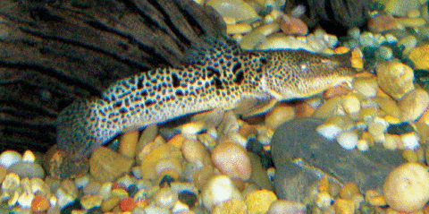 another parauchenoglanis?