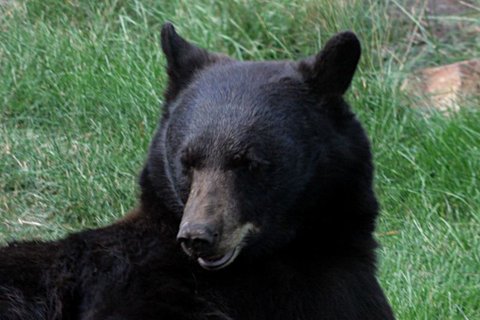 Mother bear