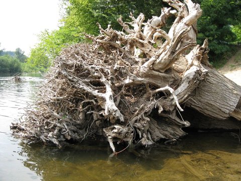 root2009.jpg