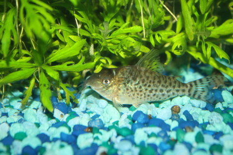 Fish 1015.JPG