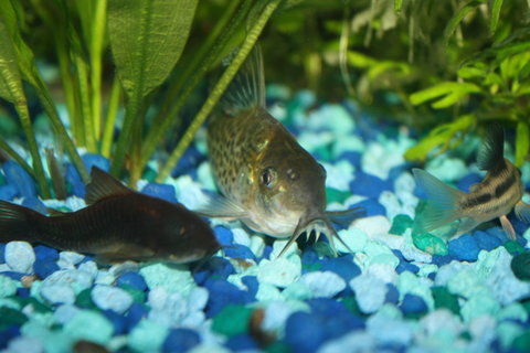 Fish 1014.JPG