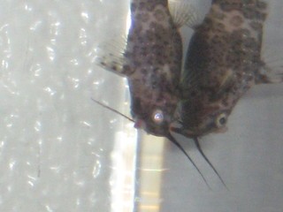 Here's a pic of her.  She's against the glass so it reflected her image. She's the one with the glowing eye