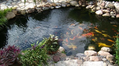 Pond 1.JPG