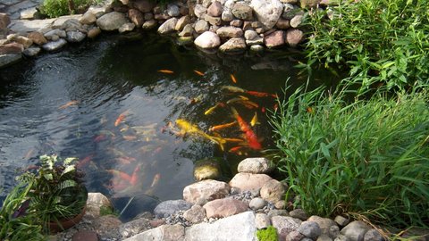 Pond 2.JPG