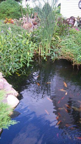 Pond 20.JPG