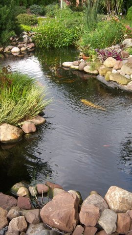 Pond 24.JPG