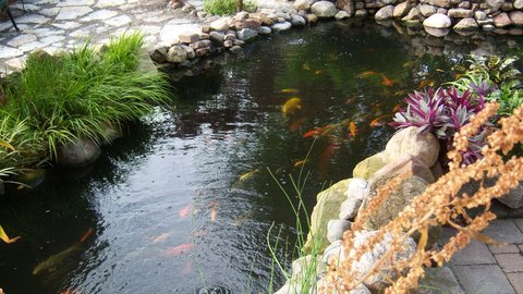 Pond 26.JPG