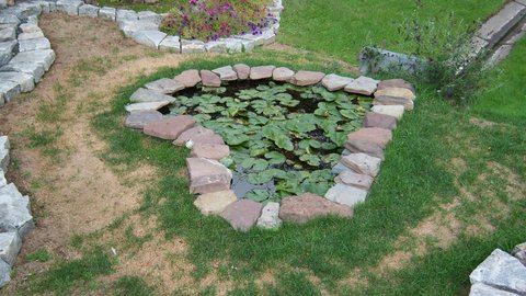 Heart lily pond 1.JPG