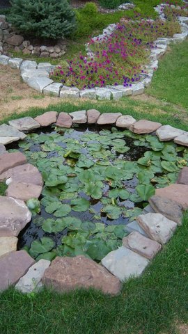 Heart lily pond 2.JPG