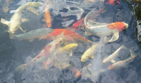 koi group 1.JPG