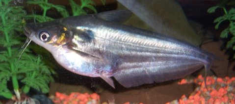 What is this?  called various things, grass cutter catfish, lawnmower catfish, moon or asian moon catfish...