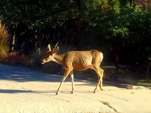 Mule Deer