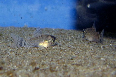 oiapoquensis_6weeks.jpg