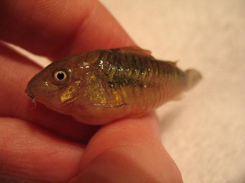 fish1.jpg