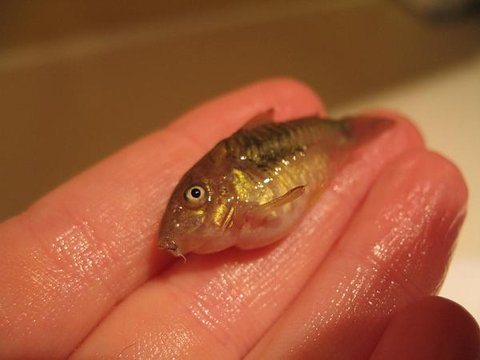 fish3.jpg