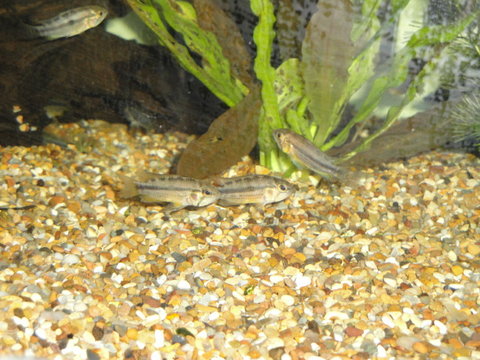 telfordtrop 046.JPG