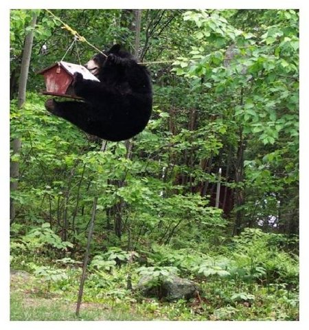 bear 4.JPG