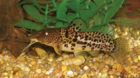 p.-ngamensis-2.gif