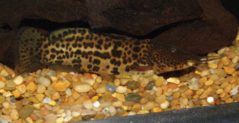 p.-ngamensis-3-day-colors.gif