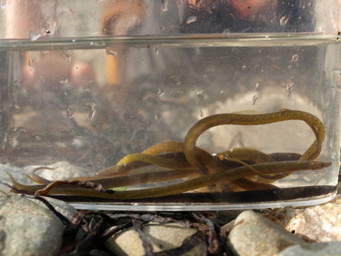 pipefish1.jpg