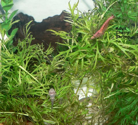 1 Month old BN Fry and Cherry Shrimp.JPG