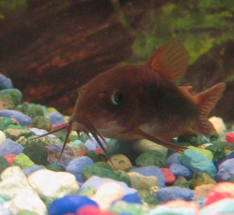 Corydoras aeneus