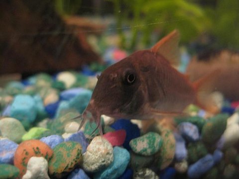 Corydoras concolor