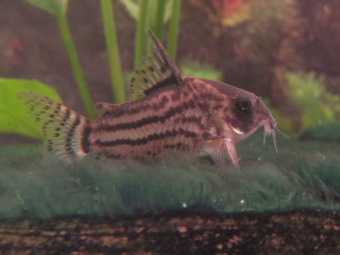 Corydoras schwartzi