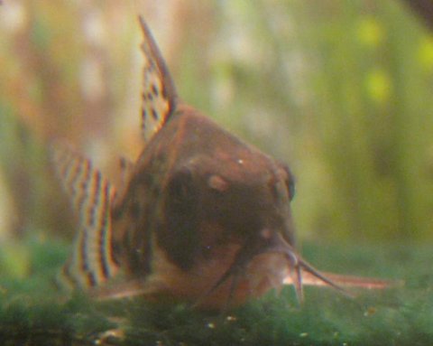 Corydoras schwartzi