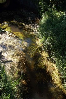 Habitat of Silurichthys indragiriensis, Kryptopterus macrocephalus and Clarias leiacanthus