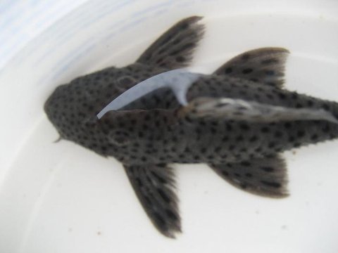 Fish 2; head, female?