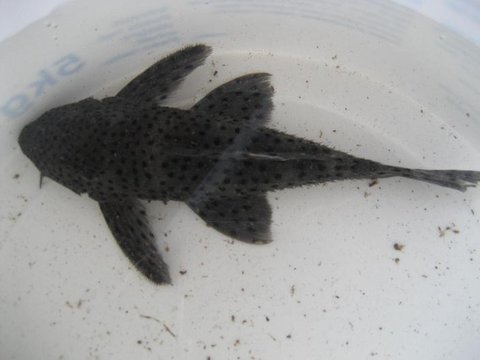 Fish 3; female?