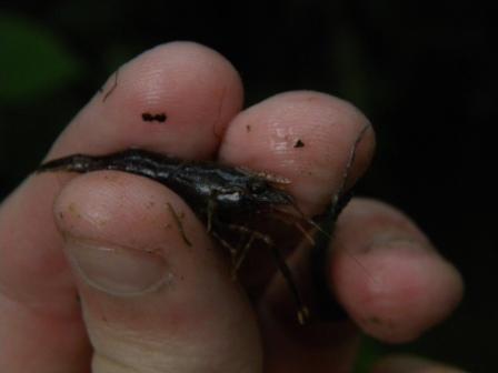 A shrimp sp.