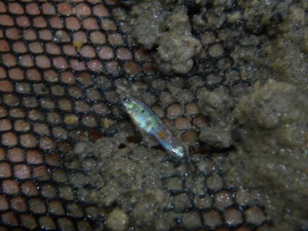 Endlers guppy