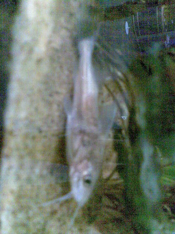 another odd one in a separate tank - poor photo i'm sorry