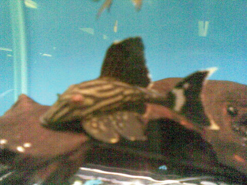 note unusually large dorsal fin