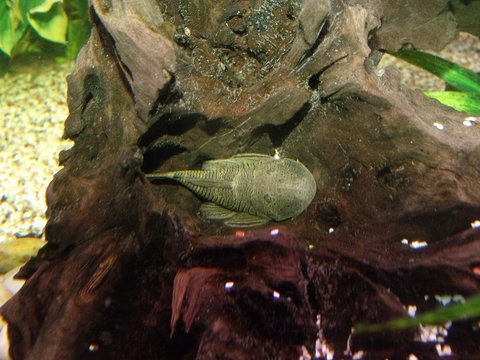DSCF0795.jpg