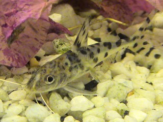 dsc00114rk0.jpg